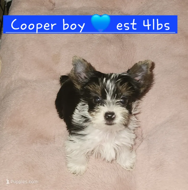 Cooper T-Cup – Yorkshire Terrier puppy for sale in Helotes, TX