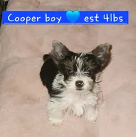 Cooper T-Cup, a male Yorkshire Terrier for sale in Helotes, TX – 1 of 3