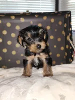 Peanut, a female Yorkshire Terrier for sale in Helotes, TX – 3 of 3