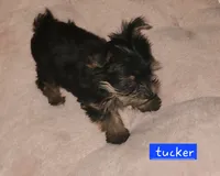 Tucker T-Cup, a male Yorkshire Terrier for sale in Helotes, TX – 3 of 3