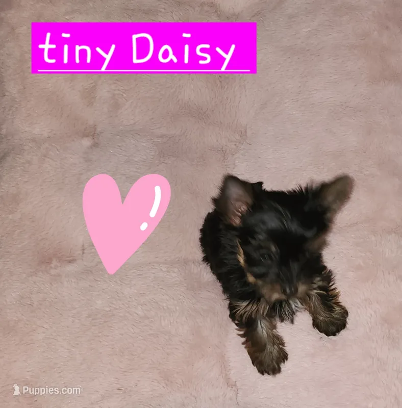 Daisy  T-Cup – Yorkshire Terrier puppy for sale in Helotes, TX