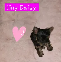 Daisy T-Cup, a female Yorkshire Terrier for sale in Helotes, TX – 2 of 3