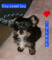 Tucker T-Cup, a male Yorkshire Terrier for sale in Helotes, TX – 2 of 3