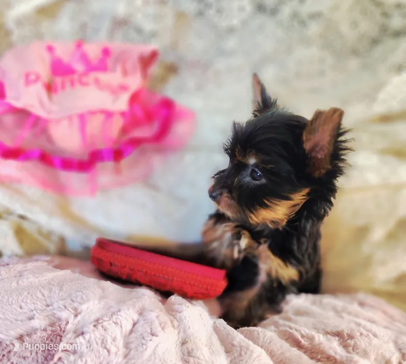 Daisy T-Cup – Yorkshire Terrier puppy for sale in Helotes, TX