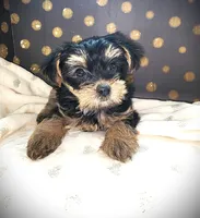 Molly, a female Yorkshire Terrier for sale in Helotes, TX – 3 of 4
