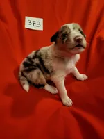 3F3-red, a female Border Collie for sale in Myakka City, FL – 7 of 10