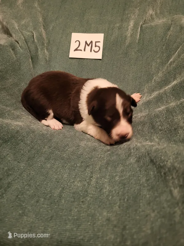 2M5-green – Border Collie puppy for sale in Myakka City, FL