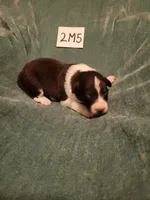 2M5-green, a male Border Collie for sale in Myakka City, FL – 1 of 6