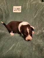 2M5-green, a male Border Collie for sale in Myakka City, FL – 3 of 6