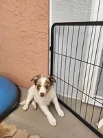 1M4-blue, a male Border Collie for sale in Myakka City, FL – 4 of 10