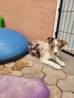 3F3-red, a female Border Collie for sale in Myakka City, FL – 2 of 10
