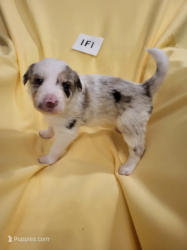 1F1-yellow – Border Collie puppy for sale in Myakka City, FL