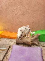 1F1-yellow, a female Border Collie for sale in Myakka City, FL – 2 of 9