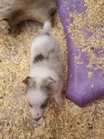 4F6-orange, a female Border Collie for sale in Myakka City, FL – 4 of 10