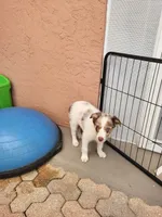 1M4-blue, a male Border Collie for sale in Myakka City, FL – 2 of 10