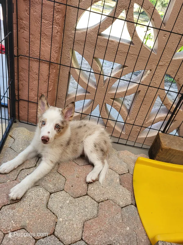 4F6-orange – Border Collie puppy for sale in Myakka City, FL