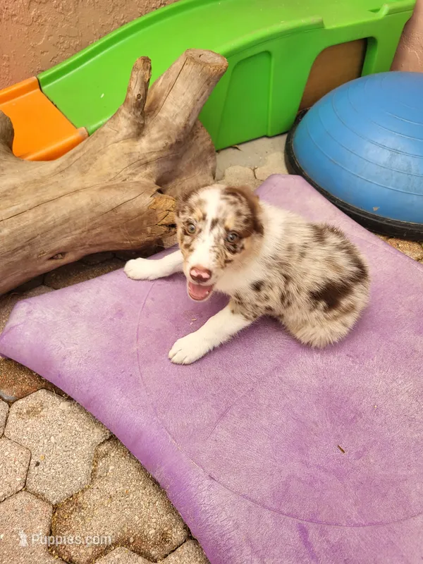 3F3-red – Border Collie puppy for sale in Myakka City, FL