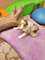 3F3-red, a female Border Collie for sale in Myakka City, FL – 1 of 10