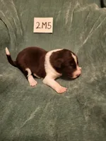 2M5-green, a male Border Collie for sale in Myakka City, FL – 2 of 6