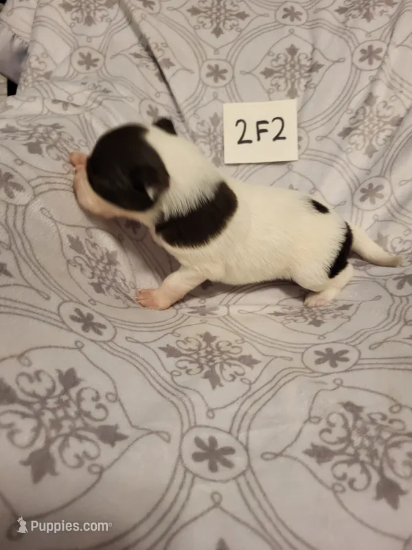 2F2-white – Border Collie puppy for sale in Myakka City, FL