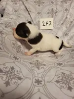 2F2-white, a female Border Collie for sale in Myakka City, FL – 1 of 8