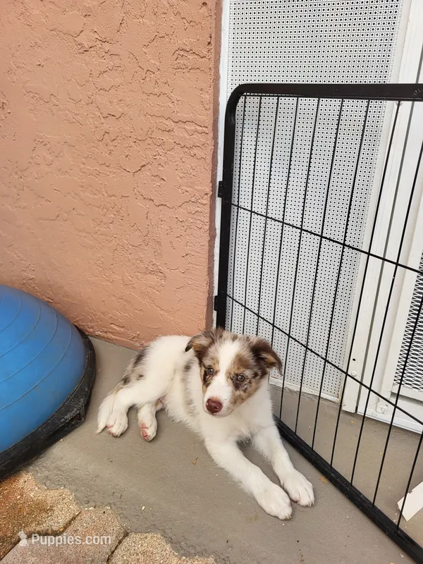 1M4-blue – Border Collie puppy for sale in Myakka City, FL