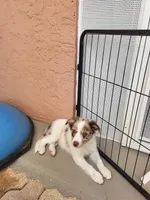 1M4-blue, a male Border Collie for sale in Myakka City, FL – 1 of 10