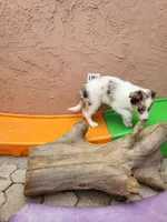 1M4-blue, a male Border Collie for sale in Myakka City, FL – 8 of 10
