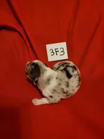3F3-red, a female Border Collie for sale in Myakka City, FL – 4 of 8