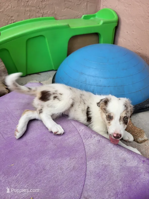 1F1-yellow – Border Collie puppy for sale in Myakka City, FL