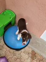 2M5-male, a male Border Collie for sale in Myakka City, FL – 4 of 10