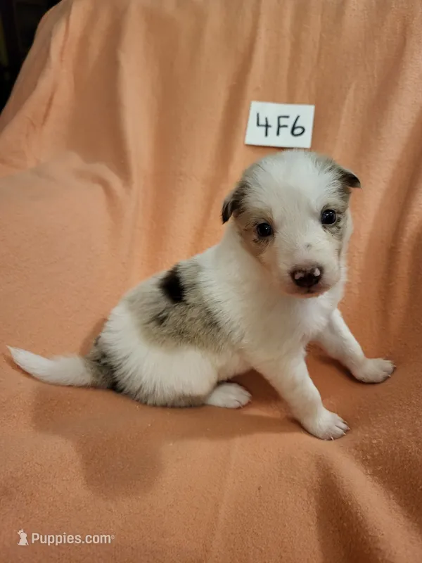 4F6-orange – Border Collie puppy for sale in Myakka City, FL