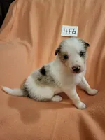 4F6-orange, a female Border Collie for sale in Myakka City, FL – 6 of 10