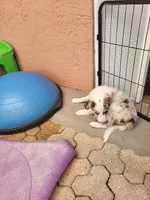 1F1-yellow, a female Border Collie for sale in Myakka City, FL – 3 of 9