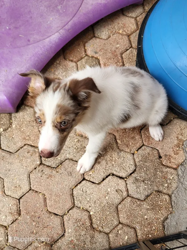 1M4-male – Border Collie puppy for sale in Myakka City, FL