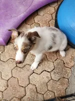 1M4-male, a male Border Collie for sale in Myakka City, FL – 1 of 10