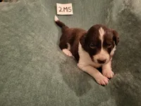 2M5-green, a male Border Collie for sale in Myakka City, FL – 7 of 9