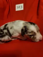 3F3-red, a female Border Collie for sale in Myakka City, FL – 2 of 8
