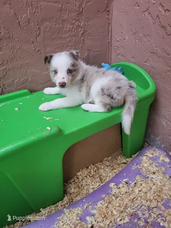 4F6-orange – Border Collie puppy for sale in Myakka City, FL