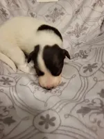 2F2-white, a female Border Collie for sale in Myakka City, FL – 2 of 8