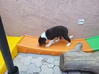 2M5-green, a male Border Collie for sale in Myakka City, FL – 4 of 9