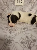 2F2-white, a female Border Collie for sale in Myakka City, FL – 6 of 8