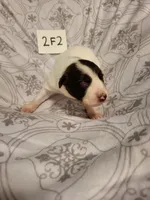 2F2-white, a female Border Collie for sale in Myakka City, FL – 3 of 8