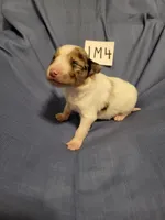 1M4-blue, a male Border Collie for sale in Myakka City, FL – 3 of 7