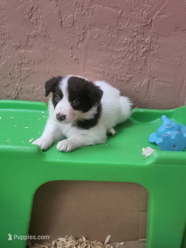 2F2-white – Border Collie puppy for sale in Myakka City, FL