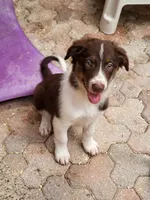 2M5-male, a male Border Collie for sale in Myakka City, FL – 3 of 10