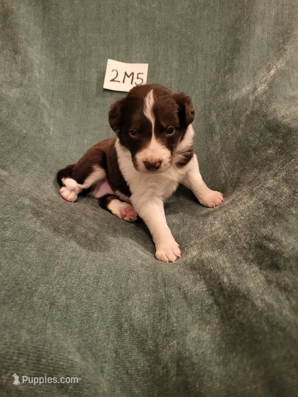 2M5-green – Border Collie puppy for sale in Myakka City, FL