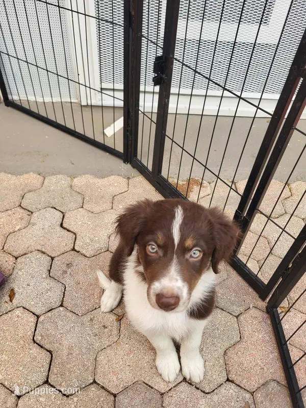 2M5-green – Border Collie puppy for sale in Myakka City, FL