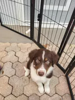 2M5-green, a male Border Collie for sale in Myakka City, FL – 1 of 9