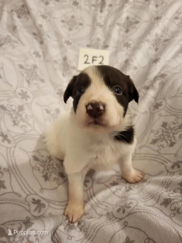 2F2-white – Border Collie puppy for sale in Myakka City, FL